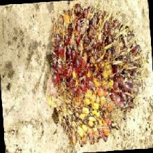 ripe_train (100).jpg