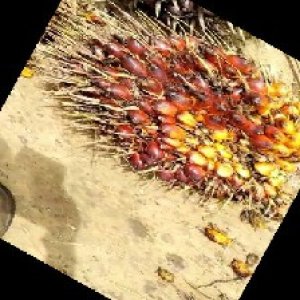 ripe_train (1009).jpg