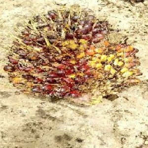 ripe_train (101).jpg