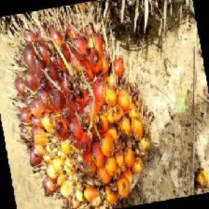 ripe_train (1016).jpg