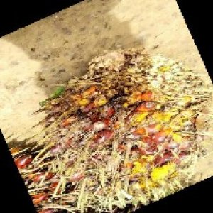 ripe_train (1019).jpg