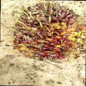 ripe_train (102).jpg