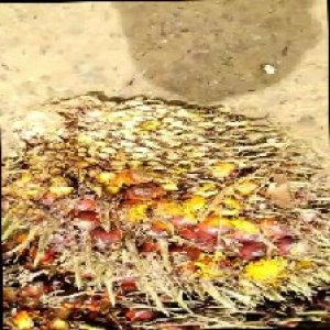 ripe_train (1022).jpg