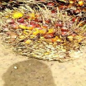 ripe_train (1023).jpg