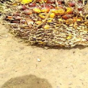 ripe_train (1024).jpg