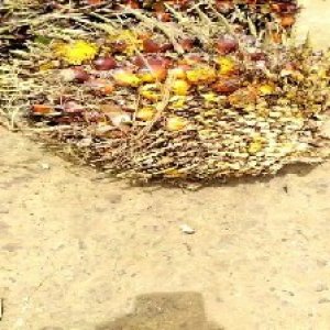 ripe_train (1026).jpg