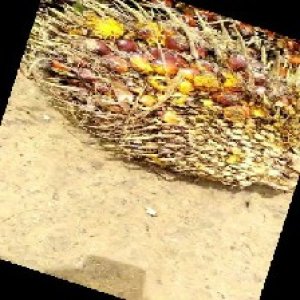 ripe_train (1027).jpg