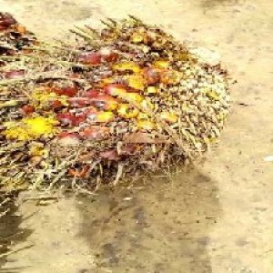 ripe_train (1031).jpg