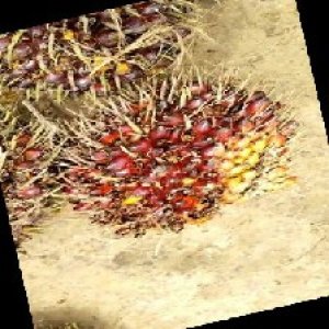 ripe_train (1036).jpg