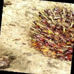 ripe_train (104).jpg