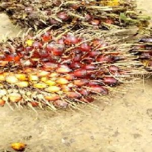 ripe_train (1042).jpg