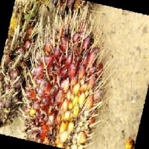 ripe_train (1043).jpg