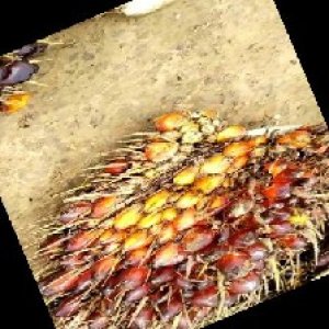 ripe_train (1044).jpg