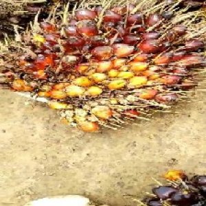 ripe_train (1045).jpg