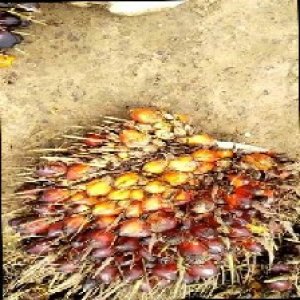 ripe_train (1046).jpg