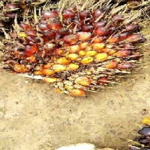 ripe_train (1047).jpg