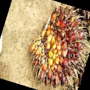 ripe_train (1048).jpg