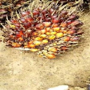 ripe_train (1049).jpg