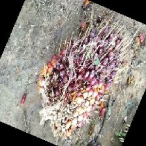 ripe_train (1050).jpg