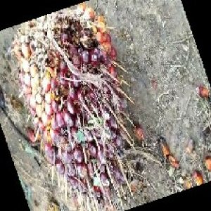 ripe_train (1052).jpg