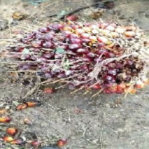 ripe_train (1053).jpg