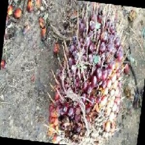 ripe_train (1054).jpg