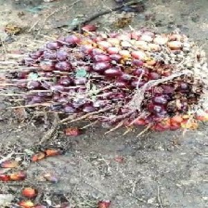 ripe_train (1055).jpg