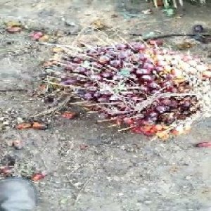 ripe_train (1057).jpg