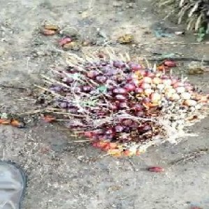 ripe_train (1058).jpg