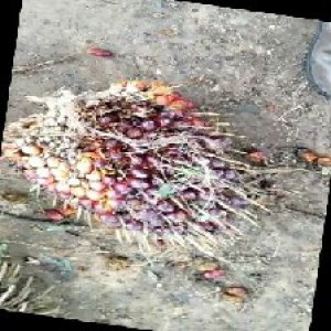 ripe_train (1059).jpg