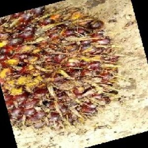 ripe_train (106).jpg