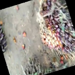 ripe_train (1060).jpg