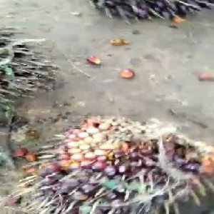 ripe_train (1061).jpg