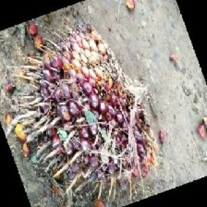 ripe_train (1063).jpg