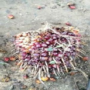 ripe_train (1064).jpg