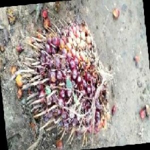 ripe_train (1065).jpg