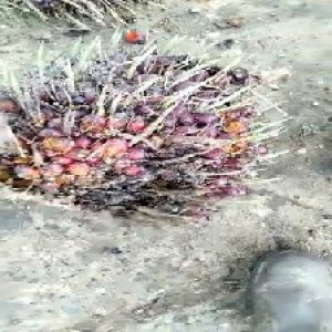 ripe_train (1067).jpg