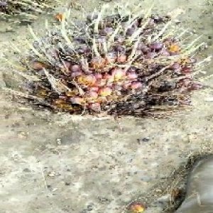 ripe_train (1068).jpg