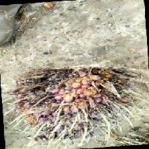 ripe_train (1069).jpg