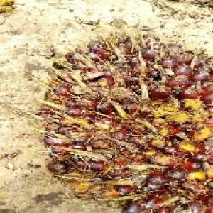 ripe_train (107).jpg