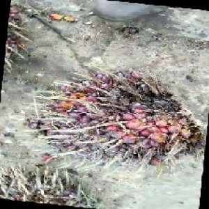 ripe_train (1070).jpg