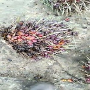 ripe_train (1071).jpg