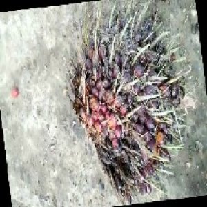 ripe_train (1072).jpg