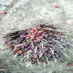 ripe_train (1074).jpg