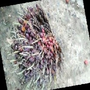 ripe_train (1075).jpg