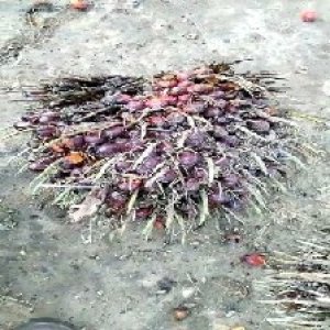 ripe_train (1076).jpg