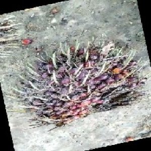 ripe_train (1077).jpg