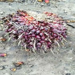 ripe_train (1079).jpg