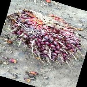 ripe_train (1081).jpg