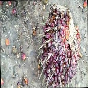 ripe_train (1082).jpg